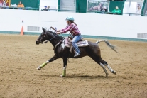 MN State 4-H Horse Show 2015